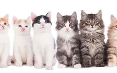 What is the origin of the 'cats have nine lives' mith ? What is the origin of the 'cats have nine lives' mith ?