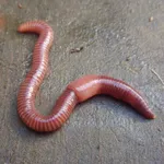 HELP! why is jay the cutest worm in the world enjoy this high quality pic of jay HELP! why is jay the cutest worm in the world enjoy this high quality pic of jay