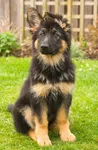 OMG did forest grow?! Forest looks taller and so handsome. Do you think he is growing up or still a little puppy? OMG did forest grow?! Forest looks taller and so handsome. Do you think he is growing up or still a little puppy?