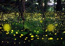 Why are we starting to see less fireflies? My mom's bf made a good observation, about how in some places, we are starting to see less and less fireflies than how we used to... so why's that?.. Why are we starting to see less fireflies? My mom's bf made a good observation, about how in some places, we are starting to see less and less fireflies than how we used to... so why's that?..