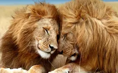 What's your favourite animal? (1) What's your favourite animal and why is it your favourite? It can be a mythical animal, too... What's your favourite animal? (1) What's your favourite animal and why is it your favourite? It can be a mythical animal, too...