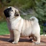say hi to zander!! hes my new puppy lol say hi to zander!! hes my new puppy lol