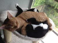 Why domestic cats sleep so much? Why domestic cats sleep so much?