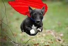A dog that can rewind time or a cat that can shapeshift? Pets are always fun! But what if your pet can have superpowers! You can either have a dog that can rewind time or you can have a cat that can shapeshift into anything you like! Don't want a dog or a cat? No problem! Just comment below what type of pet you would like and just say it's superpowers. Want a cat or a dog but you don't want your dog or cat to have the powers I have given them? You can change it, just comment below! Example: "I want a dog but I want it's powers to be mind control." A dog that can rewind time or a cat that can shapeshift? Pets are always fun! But what if your pet can have superpowers! You can either have a dog that can rewind time or you can have a cat that can shapeshift into anything you like! Don't want a dog or a cat? No problem! Just comment below what type of pet you would like and just say it's superpowers. Want a cat or a dog but you don't want your dog or cat to have the powers I have given them? You can change it, just comment below! Example: "I want a dog but I want it's powers to be mind control."