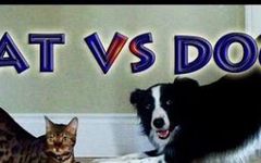 Do you like cats or dogs? Dogs and cats are both popular but I like the kind, caring, smart, athletic, and loyal dog bets. I think cats are mean lazy and bossy and that they only care for themselves. What are your thoughts? Do you like cats or dogs? Dogs and cats are both popular but I like the kind, caring, smart, athletic, and loyal dog bets. I think cats are mean lazy and bossy and that they only care for themselves. What are your thoughts?