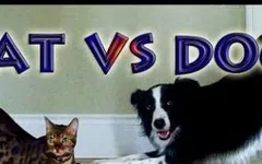 Do you like cats or dogs? Dogs and cats are both popular but I like the kind, caring, smart, athletic, and loyal dog bets. I think cats are mean lazy and bossy and that they only care for themselves. What are your thoughts? Do you like cats or dogs? Dogs and cats are both popular but I like the kind, caring, smart, athletic, and loyal dog bets. I think cats are mean lazy and bossy and that they only care for themselves. What are your thoughts?