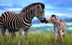 Are zebras awesome? Tell me what you think of zebras :D Are zebras awesome? Tell me what you think of zebras :D