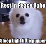 do you think gabe the doggo is borking up a riot in heaven? do you think so do you think the doggo is borking a riot in heaven? he is starlightcrusadier