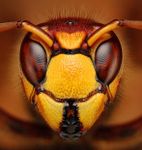 Do you like bugs? Do you like bugs?