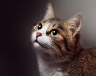 Warrior cat name ideas? I'm now writing a new story called "Destiny of the Stars", and I need characters and names, please! I NEED HELP WITH THIS! I need: -Warriors -Queens -Kits -Elders Also, if you have a character you want to add: Name: Description and eyes: Rank wanted: Backstory (optional): Also, I need SIlverfire's kits! (silver tabby she-cat with flame-colored eyes) At least two, each person can do at least one Thanks in advance! Warrior cat name ideas? I'm now writing a new story called "Destiny of the Stars", and I need characters and names, please! I NEED HELP WITH THIS! I need: -Warriors -Queens -Kits -Elders Also, if you have a character you want to add: Name: Description and eyes: Rank wanted: Backstory (optional): Also, I need SIlverfire's kits! (silver tabby she-cat with flame-colored eyes) At least two, each person can do at least one Thanks in advance!