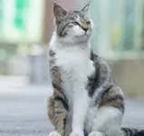 Any drawing requests? (1) Drawing requests, anything, I mean anything, I will draw it even if it turn out to be crap. It can be an animal, a human, an oc, ANYTHING! I am very, very bored and don't know what to do, so just make a list of random (Or not random) stuff for me. Thank you! (Don't ask about the cat!!) Any drawing requests? (1) Drawing requests, anything, I mean anything, I will draw it even if it turn out to be crap. It can be an animal, a human, an oc, ANYTHING! I am very, very bored and don't know what to do, so just make a list of random (Or not random) stuff for me. Thank you! (Don't ask about the cat!!)