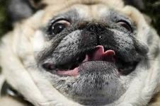 Is it weird that I eat dog food sometimes? Yes, I eat dog food. (NO MEAN POST) Is it weird that I eat dog food sometimes? Yes, I eat dog food. (NO MEAN POST)