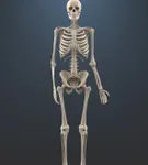 How many bones are in the human body? It's easy How many bones are in the human body? It's easy