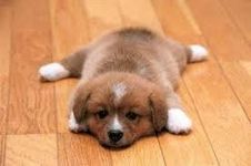 What is your favorite dog breed? Mine is a foxhound lab mix! (Duh.. thats what breed I am.) So whats yours? What is your favorite dog breed? Mine is a foxhound lab mix! (Duh.. thats what breed I am.) So whats yours?