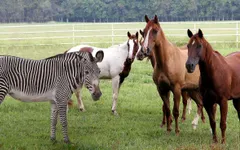 Does a horse run faster than a zebra? Does a horse run faster than a zebra?