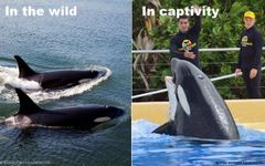 How do you feel about Orcas in captivity? When Orcas are in captivity, they never live even close to their full life span. #EmptyTheTanks. How do you feel about Orcas in captivity? When Orcas are in captivity, they never live even close to their full life span. #EmptyTheTanks.