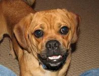 What are your top 5 favorite dog breeds? What are your top 5 favorite dog breeds?