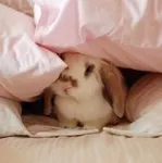 Rabbits or Frogs Rabbits or frogs? Rabbits or Frogs Rabbits or frogs?