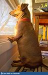 what do u think about this doggy? :D what do u think about this doggy? :D