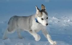 Does everybody here love huskies? Well I just want to know if every single person on Qfeast loves dogs and today we will talk about huskies.First thing first tell me if you have one or why you love them then you will tell me about your favourite fact about them. Does everybody here love huskies? Well I just want to know if every single person on Qfeast loves dogs and today we will talk about huskies.First thing first tell me if you have one or why you love them then you will tell me about your favourite fact about them.
