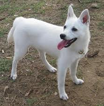 what type of dog is this? (1) duh answers in the question what type of dog is this? (1) duh answers in the question