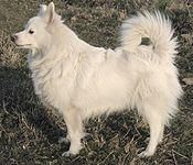 Just read my description! Everybody loves dogs so I will ask a lot of questions to test your brains. What type of dog is the picture? Where did the breed come from? Is that dog in the same catagory as the Pomeranian? Do you know what other colours it comes in? Do you think that the dog is cute? Thank you! Just read my description! Everybody loves dogs so I will ask a lot of questions to test your brains. What type of dog is the picture? Where did the breed come from? Is that dog in the same catagory as the Pomeranian? Do you know what other colours it comes in? Do you think that the dog is cute? Thank you!