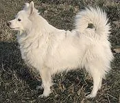 Just read my description! Everybody loves dogs so I will ask a lot of questions to test your brains. What type of dog is the picture? Where did the breed come from? Is that dog in the same catagory as the Pomeranian? Do you know what other colours it comes in? Do you think that the dog is cute? Thank you! Just read my description! Everybody loves dogs so I will ask a lot of questions to test your brains. What type of dog is the picture? Where did the breed come from? Is that dog in the same catagory as the Pomeranian? Do you know what other colours it comes in? Do you think that the dog is cute? Thank you!