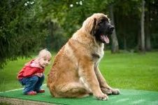 What jobs would Leonbergers have? I'm not sure, I know that they pull carts, but that's all. What jobs would Leonbergers have? I'm not sure, I know that they pull carts, but that's all.