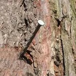Just how smart are you? When John was six years old he hammered a nail into his favorite tree to mark his height. Ten years later at age sixteen, John returned to see how much higher the nail was. If the tree grew by five centimeters each year, how much higher would the nail be? ~Riddles.com Just how smart are you? When John was six years old he hammered a nail into his favorite tree to mark his height. Ten years later at age sixteen, John returned to see how much higher the nail was. If the tree grew by five centimeters each year, how much higher would the nail be? ~Riddles.com