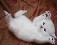 Is it possible that a cat fancies me?! This is gonna sound weird, but a cat lives near me and he always purrs when he sees me and tries to sleep on my knee when I bend down to stroke him and stares at me... He is called Chester Is it possible that a cat fancies me?! This is gonna sound weird, but a cat lives near me and he always purrs when he sees me and tries to sleep on my knee when I bend down to stroke him and stares at me... He is called Chester