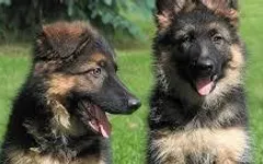 Forest and Missy? Forest found this female German Shepard named Missy. Do yall think Forest found the right one? Forest and Missy? Forest found this female German Shepard named Missy. Do yall think Forest found the right one?