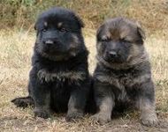 Don't German Shepherd pups look like bear cubs? I think they look alike so much! Don't German Shepherd pups look like bear cubs? I think they look alike so much!