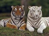 what animal are you what animal would you like to be if you could change into one what animal are you what animal would you like to be if you could change into one