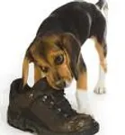 My dog keeps chewing up EVERYTHING even though our house is spotless. how do i get my dog to stop? dog iz really a pain! my brother keeps opening the door and i dont know how the dog gets my NOOK cord, or anything else. PLEASE PLEEASE HELP! I NEED ADVICE! ;(. ( by the way, that picture of the dog, that dog iz not myne!) My dog keeps chewing up EVERYTHING even though our house is spotless. how do i get my dog to stop? dog iz really a pain! my brother keeps opening the door and i dont know how the dog gets my NOOK cord, or anything else. PLEASE PLEEASE HELP! I NEED ADVICE! ;(. ( by the way, that picture of the dog, that dog iz not myne!)
