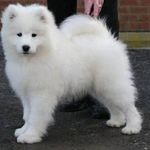 What would you call this dog? I think that this dog is a Delilah! What about you? What would you call this dog? I think that this dog is a Delilah! What about you?