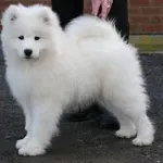 What would you call this dog? I think that this dog is a Delilah! What about you? What would you call this dog? I think that this dog is a Delilah! What about you?
