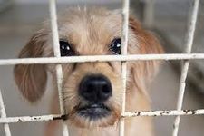 I want to let this puppy out! Do you want to let this little puppy out? Lets stop neglection together! I want to let this puppy out! Do you want to let this little puppy out? Lets stop neglection together!