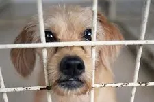 I want to let this puppy out! Do you want to let this little puppy out? Lets stop neglection together! I want to let this puppy out! Do you want to let this little puppy out? Lets stop neglection together!