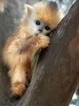 Is there such thing as a miniature monkey and can you have them as pets? I realllllllly want a pet monkey but i need to know how much they are, if it is possible to keep them as pets, and i also want a mini one that doesn't get very big otherwise i wouldn't have any space for it:( Do you think you could help me??? Is there such thing as a miniature monkey and can you have them as pets? I realllllllly want a pet monkey but i need to know how much they are, if it is possible to keep them as pets, and i also want a mini one that doesn't get very big otherwise i wouldn't have any space for it:( Do you think you could help me???