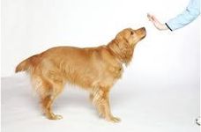 What tricks can I teach my dog? I was just wondering because he is a small dog (schnoodle) and he does not have the intellegence to to specific tricks that bigger and intelligent dogs would be able to do. What tricks can I teach my dog? I was just wondering because he is a small dog (schnoodle) and he does not have the intellegence to to specific tricks that bigger and intelligent dogs would be able to do.