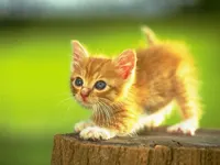 when should cats be sideways? My kitten is on its side...like really...it looks like its walking when should cats be sideways? My kitten is on its side...like really...it looks like its walking