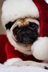 Wha Do You Want For Christmas 2014-2015 Hey, christmas coming so i made this question because i am so excited to see what do you want for christmas 2014-2015 Wha Do You Want For Christmas 2014-2015 Hey, christmas coming so i made this question because i am so excited to see what do you want for christmas 2014-2015