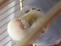 What gender is my budgie? I took a picture of his beak as I know that helps. What gender is my budgie? I took a picture of his beak as I know that helps.