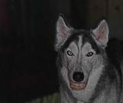 i gotta pic of smile dog and jeff aint in it cuz hes in my bed room ok so i just got this pic cuz jeff stole my bed room and im pissed off about that but this is smile dog i gotta pic of smile dog and jeff aint in it cuz hes in my bed room ok so i just got this pic cuz jeff stole my bed room and im pissed off about that but this is smile dog