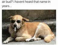 guys do you like the, airbud? i haven't heard that name in years. meme? guys do you like the, airbud? i haven't heard that name in years. meme?