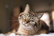 How many petss do you have? thats about what my cat looks like but she has green eye and fluff on the tip of her ears. How many petss do you have? thats about what my cat looks like but she has green eye and fluff on the tip of her ears.
