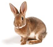 What is Rabbit in French? Come on it starts with an L and ends in an N What is Rabbit in French? Come on it starts with an L and ends in an N