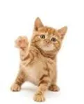 What is the best name for a Kitty? A cute and short name please! What is the best name for a Kitty? A cute and short name please!