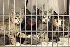 Have you ever adopted an animal ? Have you ever adopted an animal ?