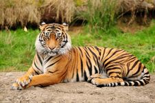 Do you think Zoos are a good thing? What are your thoughts about Zoos? Do you think they are good or bad? Share what you think here... Do you think Zoos are a good thing? What are your thoughts about Zoos? Do you think they are good or bad? Share what you think here...